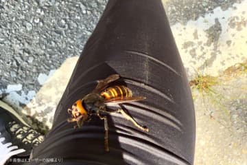 黒い服に反応したスズメバチ、とまった場所にゾッとした…　「これは動けない」と驚きの声