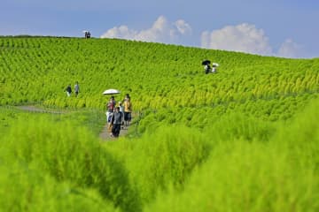 夏空の下、緑のコキア　丘一面、鮮やかに　茨城・ひたち海浜公園