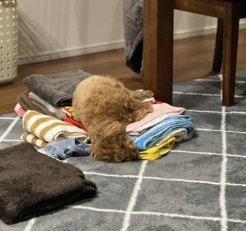 洗濯物の上で寝る犬の心理は？行動の背景を獣医師が解説