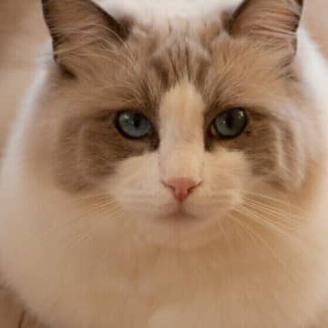 どれくらい会わないと猫はその人のことを忘れる？　獣医師に聞いた