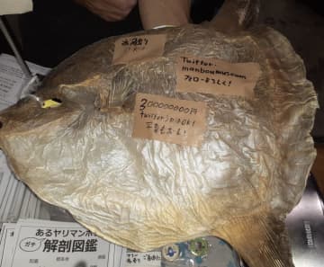 【何事！？】コミケで遭遇した「マンボウの干物」の非売品、あまりに異質な出品物に「これどこですか！？」と問い合わせが殺到