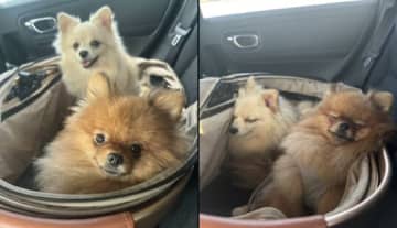一体何があった…？ドッグランへ行く犬と帰る犬を比較した姿に爆笑！最高のビフォーアフターに癒される人続出