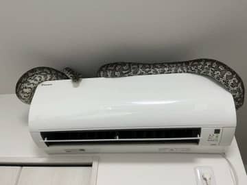 巨大ヘビ、エアコンの上に鎮座する　衝撃光景に1.7万人驚がく「でっっっっっか」「気絶してまう」