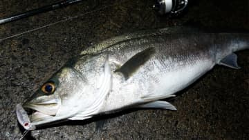 〈初心者の釣り〉“シーバス”の生態／釣りシーズン／釣り方／仕掛け／食べ方【身近な最強のゲームフィッシュ】