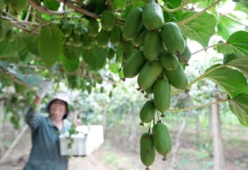 特色ある農業で農村振興を推進　中国・河北省盧竜県