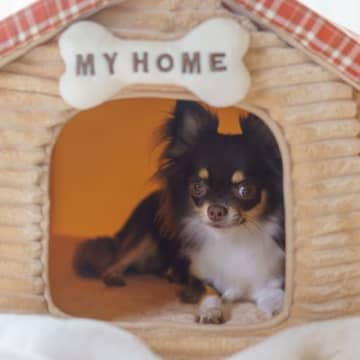 犬を『リラックス』させる環境づくりのコツ4つ　快適に過ごせる理由から改善すべきNG環境まで