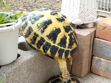 レンガの塀を越えようとするカメ　その下にいたのが？「笑った」「完璧なチームワーク」