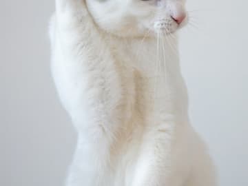 「あの、もう一度いってください」　写真家が撮った愛猫に「こんな表情もするんだね」