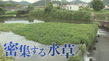 茎の一部残れば増殖…海水でも枯れない「地球上最悪」侵略的植物　川から田んぼに入れば米収穫できない恐れも