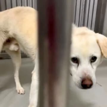 約10年も一緒にいたのに、家族に捨てられた大型の老犬→『亡くなった犬にそっくりだ』と連絡があり…素敵すぎる『涙あふれる物語』に反響