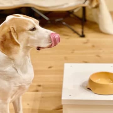 犬の『食器』がヌルヌルするのはなぜ？主な3つの原因や普段からできるヌメリ対策まで
