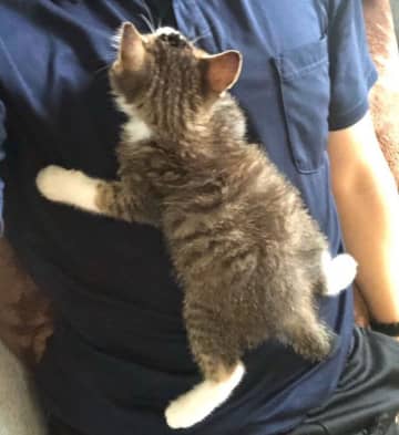 飼い主のお腹にしがみついて眠る生後2カ月の保護子猫→4才の現在、どんどん“かまってちゃん”に成長した姿が愛おしい！
