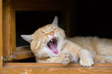 「猫が笑うほどおかしい」? 猫にまつわる英語イディオム (17)