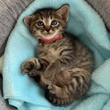 「亡くなった子猫が生まれ変わって戻ってきてくれたのかな」元保護猫との出会いや現在の姿に胸が熱くなる