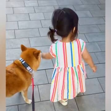 歩けるようになった小さな女の子→心配した犬が…まるで本当の親のような『保護者感あふれる光景』が16万再生「立派すぎる」「心配なのかな」
