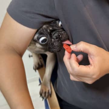 スイカ食べてると現れる〝妖怪パグ〟に1.5万人夢中　「怖くてかわいい」「表情良すぎ」
