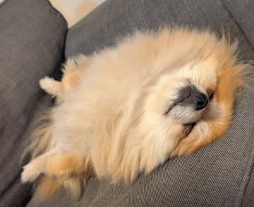 ソファでヘソ天寝をするポメラニアン！“ぺったんこ”な姿からわかる心理とその理由｜獣医師解説