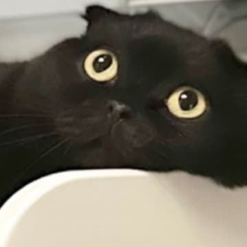 夏の暑い日に『猫が向かった先』とは……まさかの『特等席』で涼んでいる光景に16万いいね「とっても羨ましいｗ」「溶けてて爆笑した」