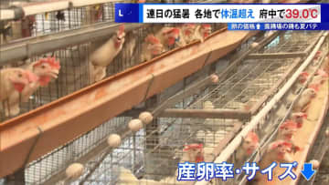 養鶏場の鶏も夏バテで卵の価格が上昇　連日の猛暑…都内各地で体温超え