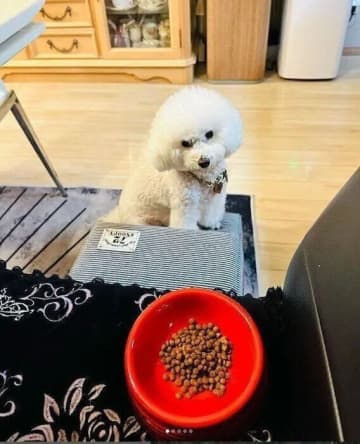 同居犬の「ごはんのおこぼれ」を狙う犬の行動のワケは？　獣医師が解説
