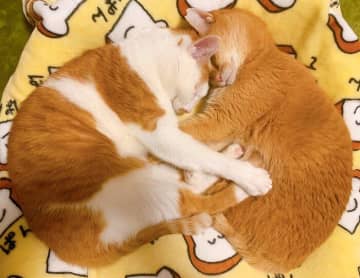 幸せそうに眠る姿が尊い！　おでこをくっつけ抱き合って眠る猫たちの寝姿からわかる心理｜獣医師解説