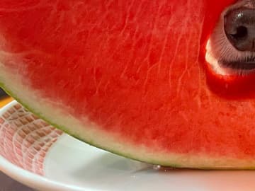 大きすぎるスイカの種？　ツヤツヤと光っていたのは…「笑ってしまった」