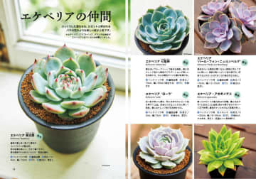多肉植物を育てる方法を詳しく解説『NHK趣味の園芸　12か月栽培ナビ㉒　多肉植物』