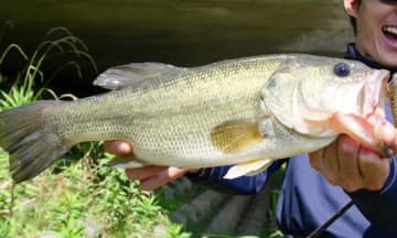 〈初心者の釣り〉“ブラックバス”の生態／釣りシーズン／釣り方／仕掛け【淡水ルアーフィッシングの王様、その奥深き世界】