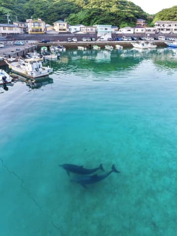 野生のイルカがエメラルドの海でお出迎え　〝東京から最も遠い〟絶景に5万人感動「高知すげー！」