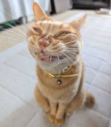 「ねこです」←本当に...？　X上の写真に3.3万人困惑「私が知ってる猫たんじゃない」「範馬勇次郎すぎる」