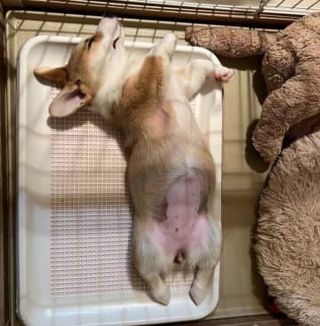 「トイレの上」で寝がちだったコーギー子犬が3才に！　ヤンチャすぎる時期を経て、甘えん坊で人が大好きなコに成長