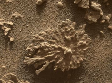 まるで珊瑚？ NASA火星探査車キュリオシティが見つけた不思議な形の岩石