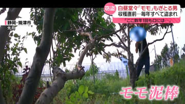 白昼堂々「モモをもぎとる男」の瞬間映像　収穫の時期を迎え…フルーツ盗まれる被害、各地で相次ぐ