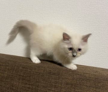 ソファの背もたれは「走る場所」だった子猫→おとなになって「休む場所」に！　成長とともに見られた変化にほっこり