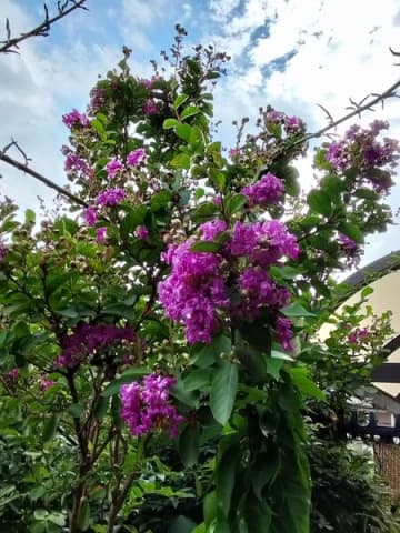 この花、近くで見たことありますか？一輪の花が繊細で美しい！サルスベリ！