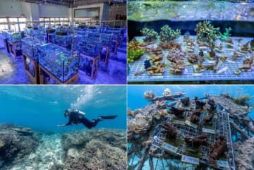 里海づくり×障害者雇用。スイスの高級時計メーカーが沖縄で「サンゴ養殖」プロジェクトに参画