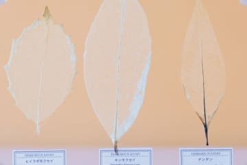 夏休みの宿題にも◎ 葉っぱで作る「葉脈標本」が満足度120％！【最新号からちょっと見せ】