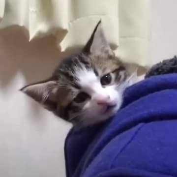 『お父さんに乗り続けて７年になる猫』→１年ずつ遡ってみたら…微笑ましい思い出の数々に「可愛すぎて泣きそうになった」「正に相思相愛ｗ」
