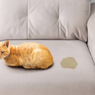 猫に起こりやすい『おしっこにまつわるトラブル』3選　出ない、量が変わった…関連する病気も