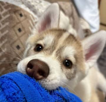 飼い主と“引っ張りっこ遊び”をする生後3カ月のハスキー子犬　負けそうになったときに見せた「偶然の可愛いしぐさ」に悶絶！