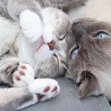 猫の性格は『6つのタイプに大別』できる！それぞれの特徴とうまい付き合い方をご紹介