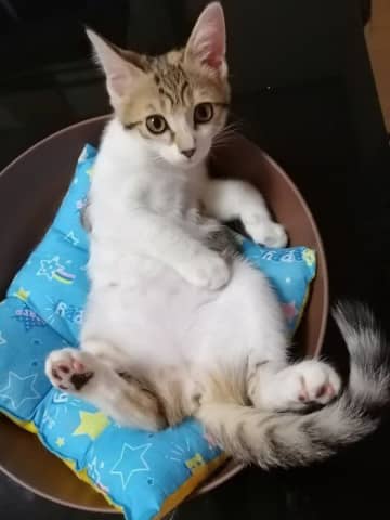 保護当初から「よく仰向けで寝ていた」子猫→立派に成長した5年後も仰向けでくつろぐ姿にほっこり！
