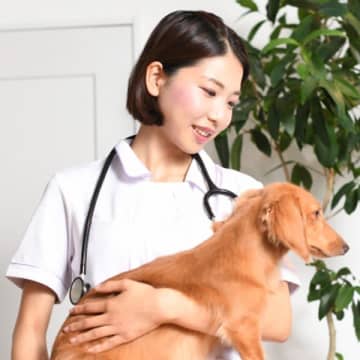メスの繁殖犬を引き取ったら確認すること