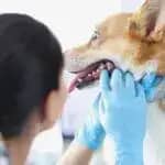 麻布大学とロイヤルカナン　動物看護栄養学の構築と発展目指し「ペットケア＆ニュートリション研究室」11月開講