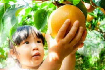 【なし2時間食べ放題】アグリパーク竜王で大好評の「なし狩り」がいよいよスタートします！