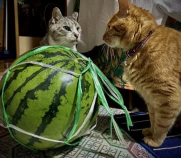 真剣な表情で見つめ合う2匹の猫…囲む理由はスイカ？猫の真剣すぎる作戦会議に「オレのやぁ～」とアテレコ殺到