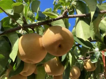 2025年リニューアル！今年の【梨狩り】は2プランから選べる！【食べ放題は未就学児無料！】びわこもりやまフルーツランド