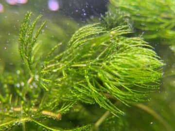 【参加費無料】日光で写真を撮る！？不思議な青写真作品作りを通じて水草の形をとらえよう【琵琶湖博物館】