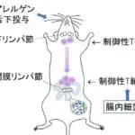 東北大学　舌下免疫療法によるアレルギー抑制効果の維持に腸内細菌叢の寄与を発見