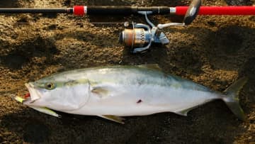 〈初心者の釣り〉“ブリ(ワラサ)”の生態／釣りシーズン／釣り方／仕掛け／食べ方【青物御三家筆頭! 成長とともに名を変える海の侍】